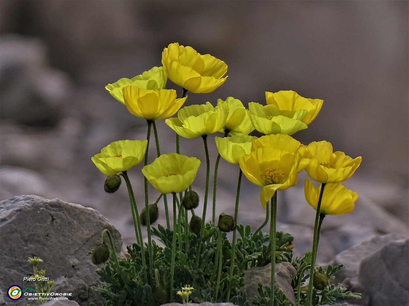 04 Papaver rhaeticum (Papavero dorato) sui macereti del Mandrone.JPG